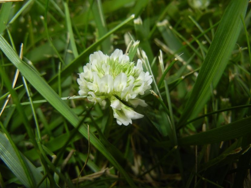 Trifolium repens (2017, July 04) - Trifolium repens_White Clover