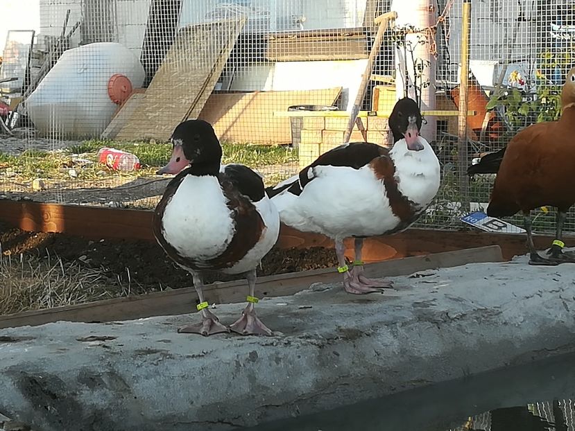  - Gâște Califar Alb