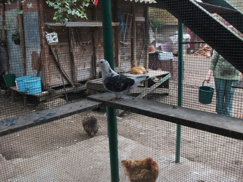 fata - porumbei 2017