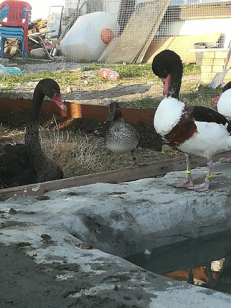  - Gâște Califar Alb