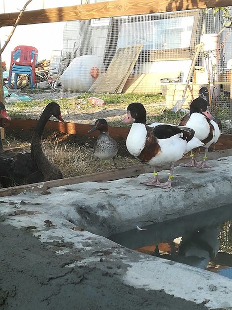  - Gâște Califar Alb