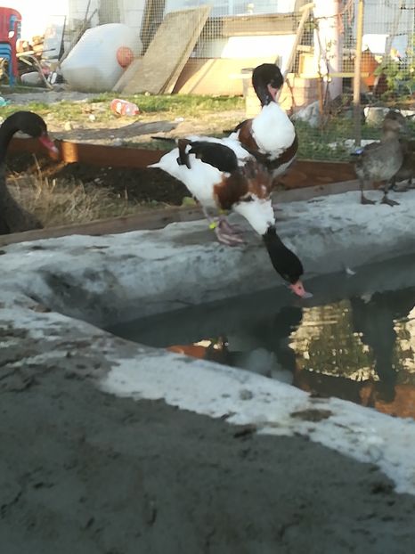  - Gâște Califar Alb