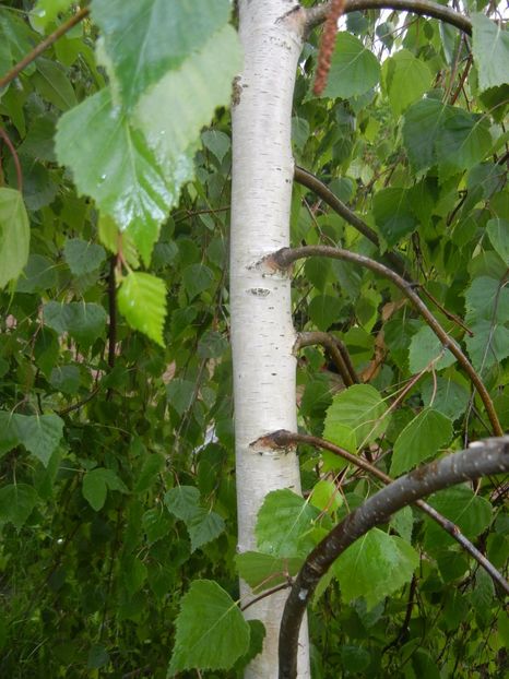 Betula pendula Youngii (2017, May08) - Betula pendula Youngii