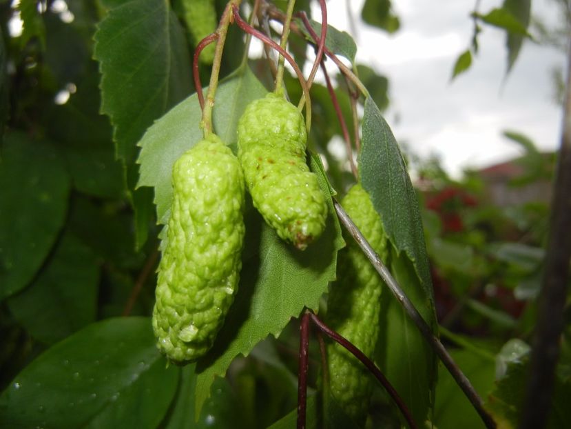 Betula pendula Youngii (2017, May08) - Betula pendula Youngii