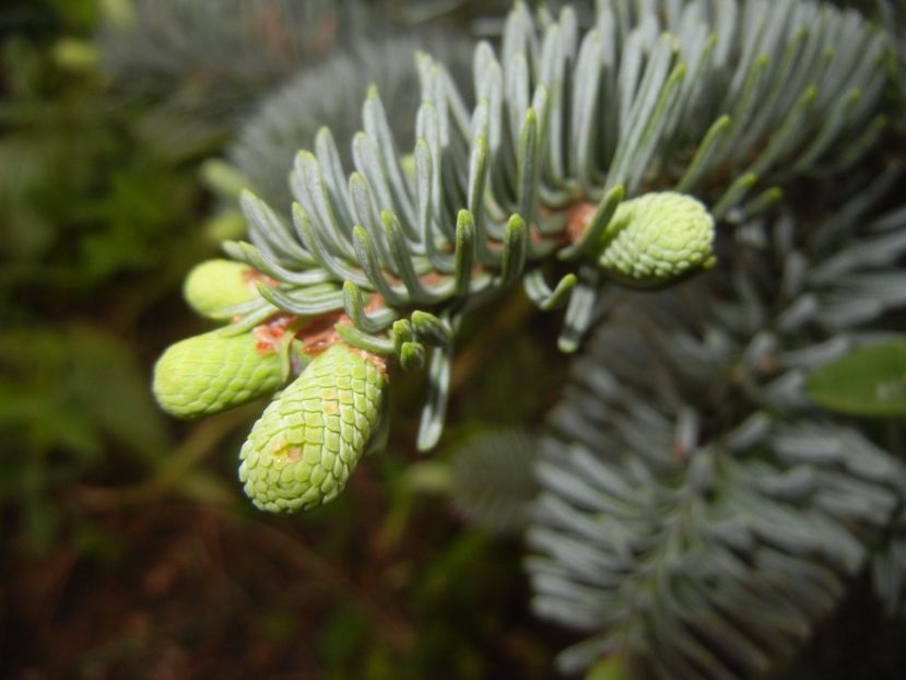 Abies procera Glauca (2017, May 11) - Abies procera Glauca