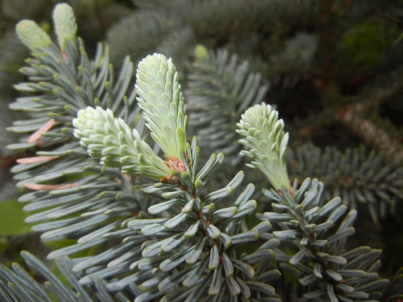 Abies procera Glauca (2017, May 11) - Abies procera Glauca