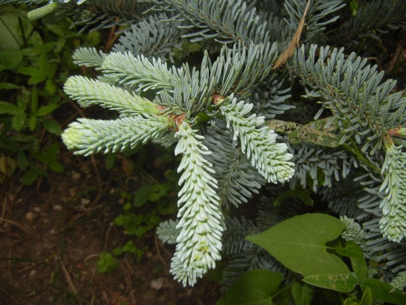 Abies procera Glauca (2017, May 21) - Abies procera Glauca