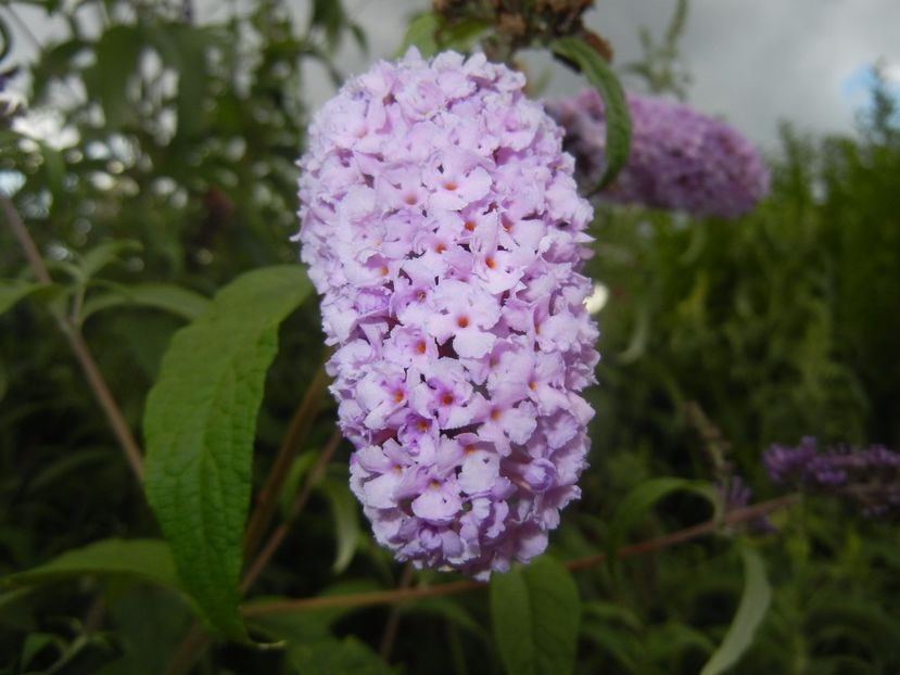 Buddleja davidii Purple (2017, Jul.04) - Buddleja Purple