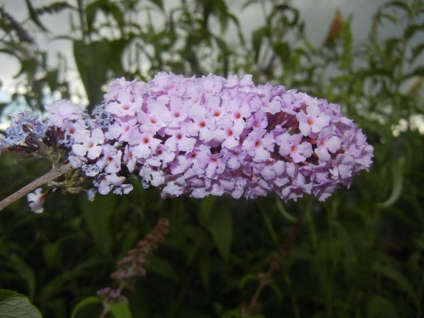 Buddleja davidii Purple (2017, Jul.04) - Buddleja Purple