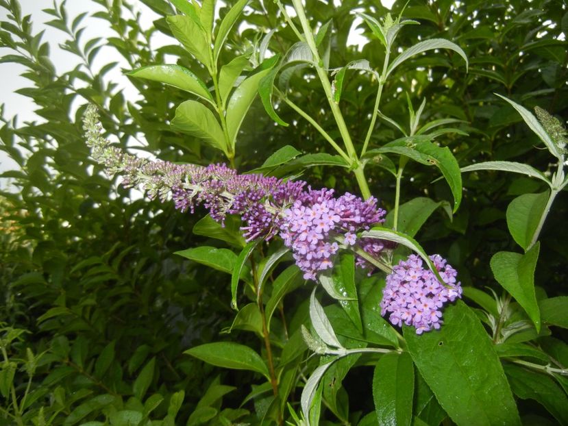 Buddleja davidii Purple (2017, Jul.06) - Buddleja Purple