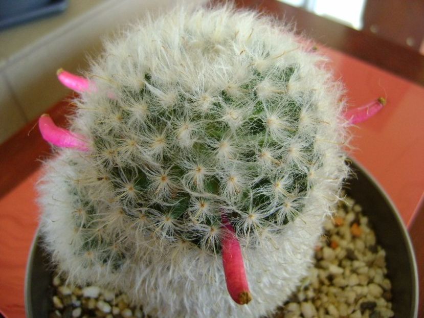 Mammillaria bocasana multilanata - Cactusi 2017 final de an