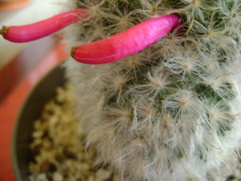Mammillaria bocasana multilanata - Cactusi 2017 final de an