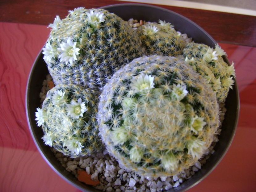 Mammillaria schiedeana - Cactusi 2017 final de an