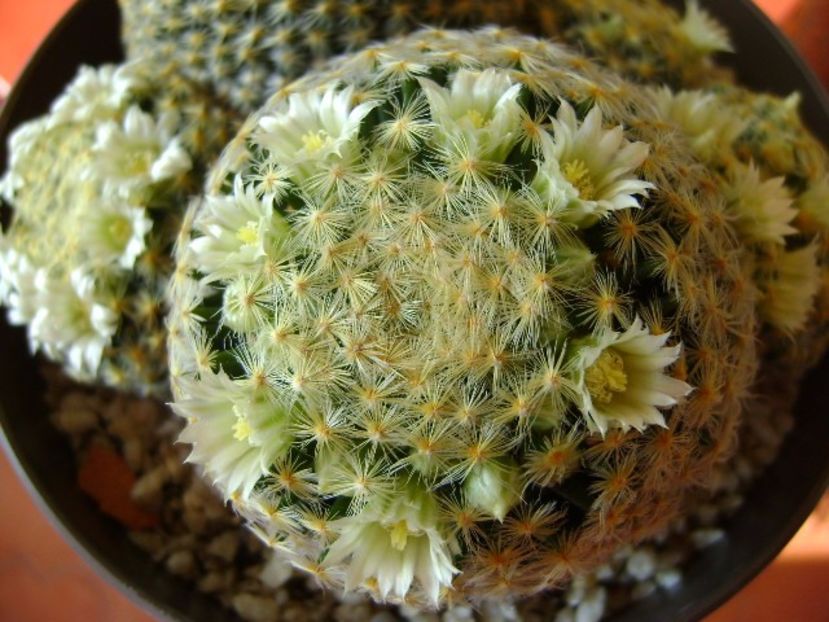 Mammillaria schiedeana - Cactusi 2017 final de an
