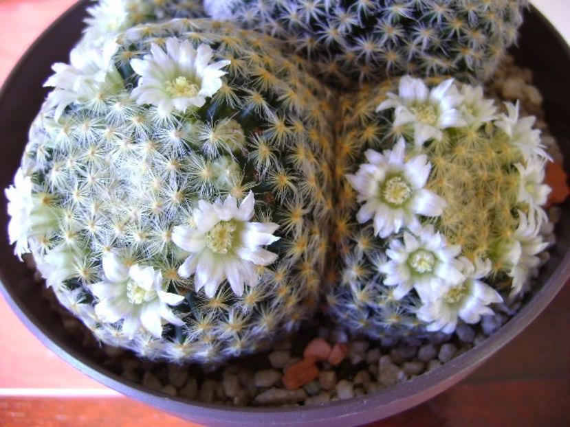 Mammillaria schiedeana - Cactusi 2017 final de an