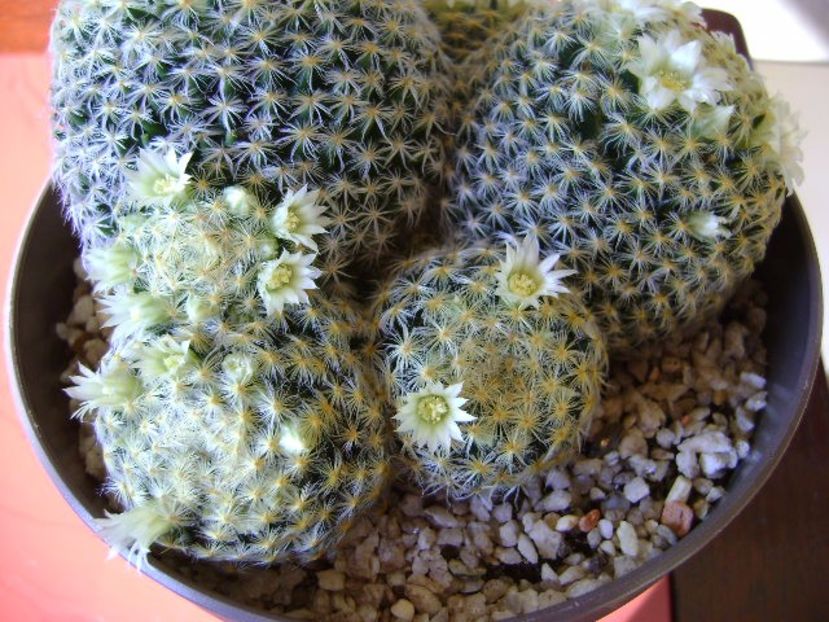 Mammillaria schiedeana - Cactusi 2017 final de an