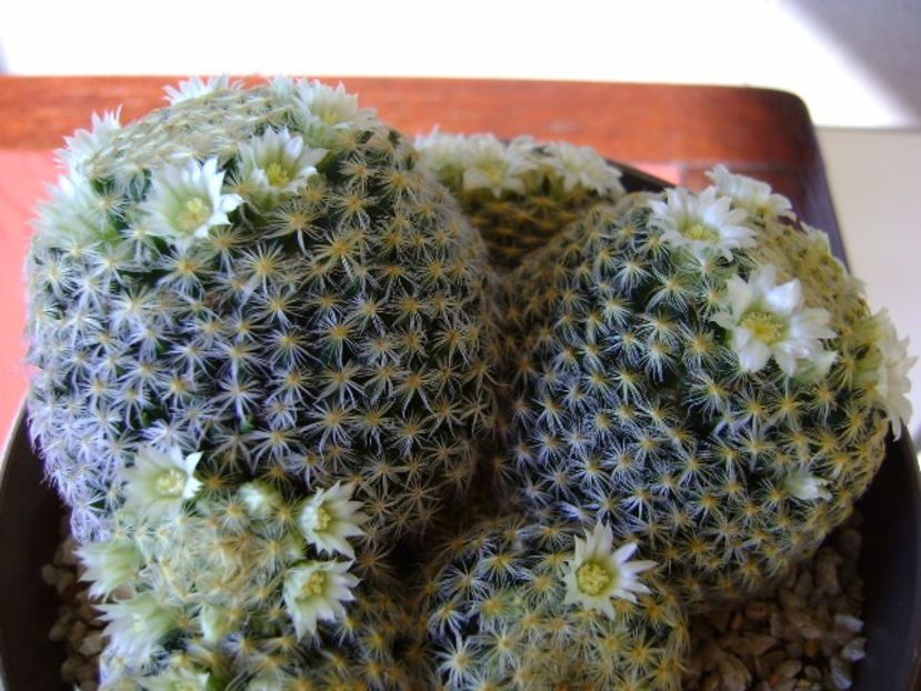 Mammillaria schiedeana - Cactusi 2017 final de an