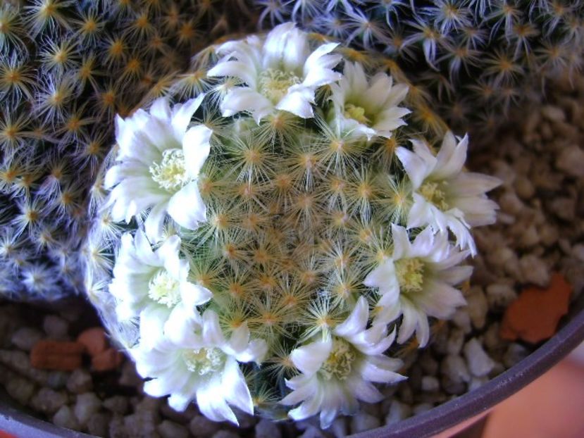 Mammillaria schiedeana - Cactusi 2017 final de an