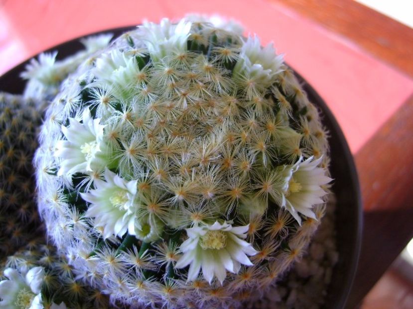 Mammillaria schiedeana - Cactusi 2017 final de an