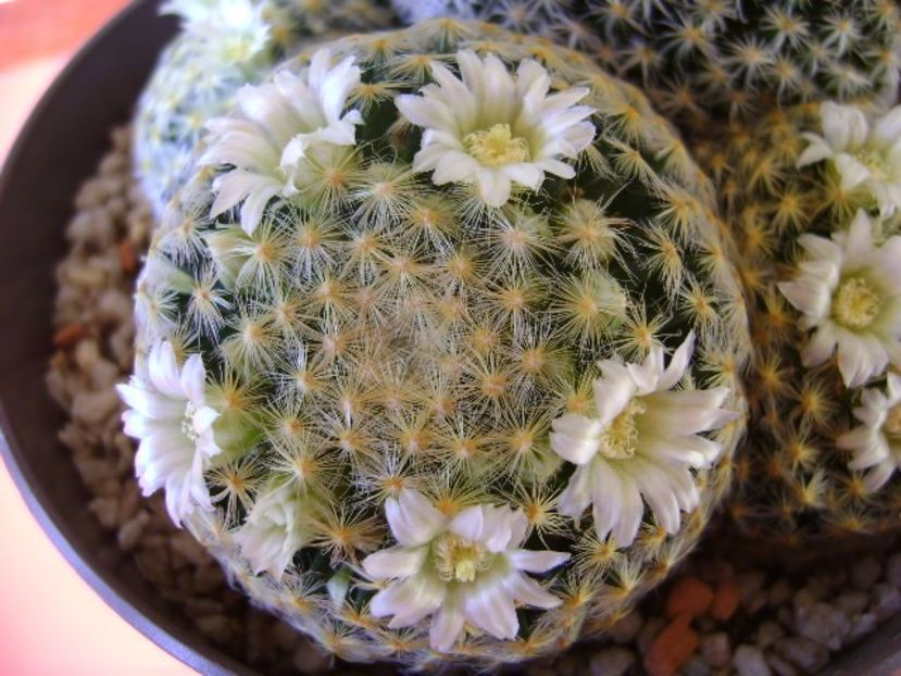 Mammillaria schiedeana - Cactusi 2017 final de an