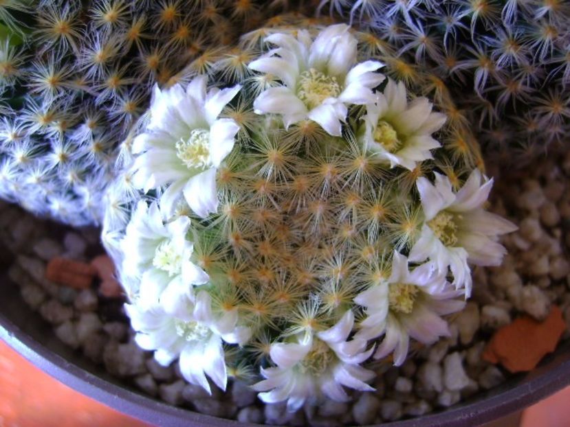 Mammillaria schiedeana - Cactusi 2017 final de an