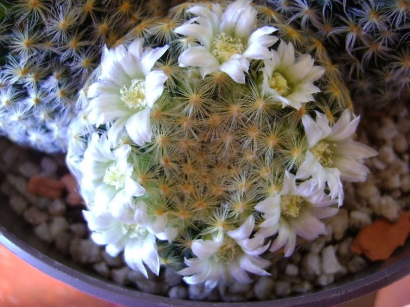 Mammillaria schiedeana - Cactusi 2017 final de an