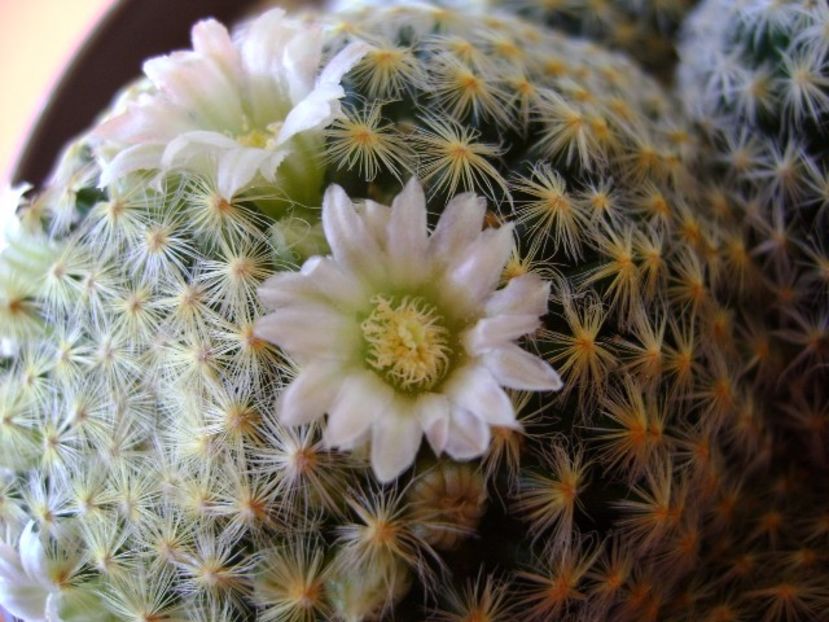 Mammillaria schiedeana - Cactusi 2017 final de an