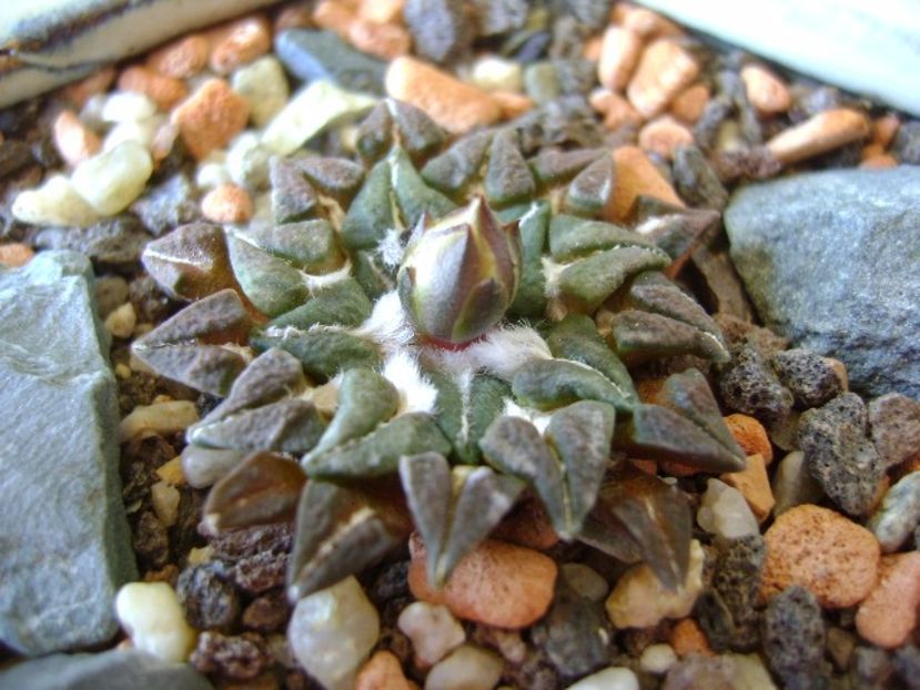 Ariocarpus kotschoubeyanus v. macdowellii - Cactusi 2017 final de an