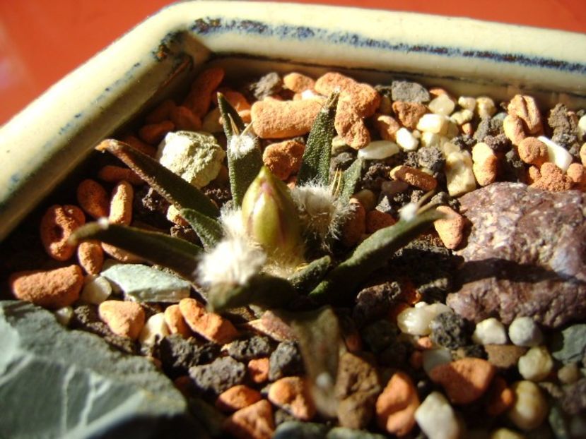 Ariocarpus agavoides - Cactusi 2017 final de an