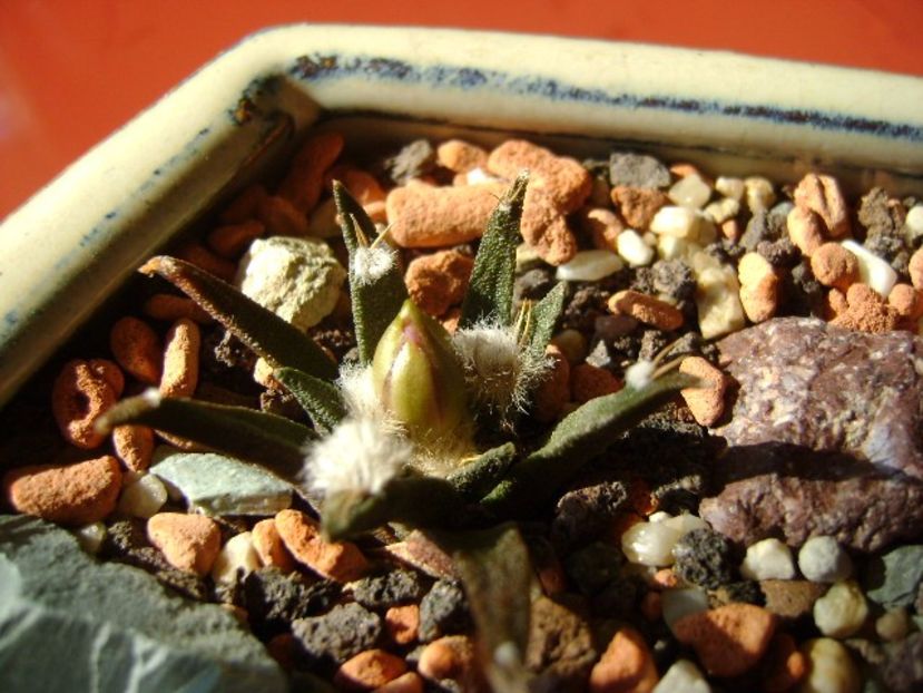 Ariocarpus agavoides - Cactusi 2017 final de an