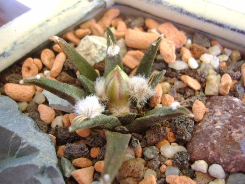 Ariocarpus agavoides - Cactusi 2017 final de an