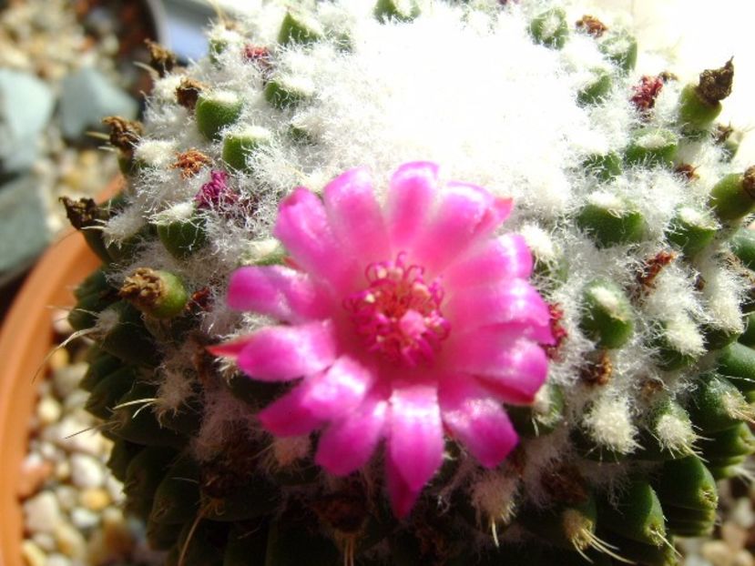Mammillaria polythele cv. Stachellos - Cactusi 2017 final de an