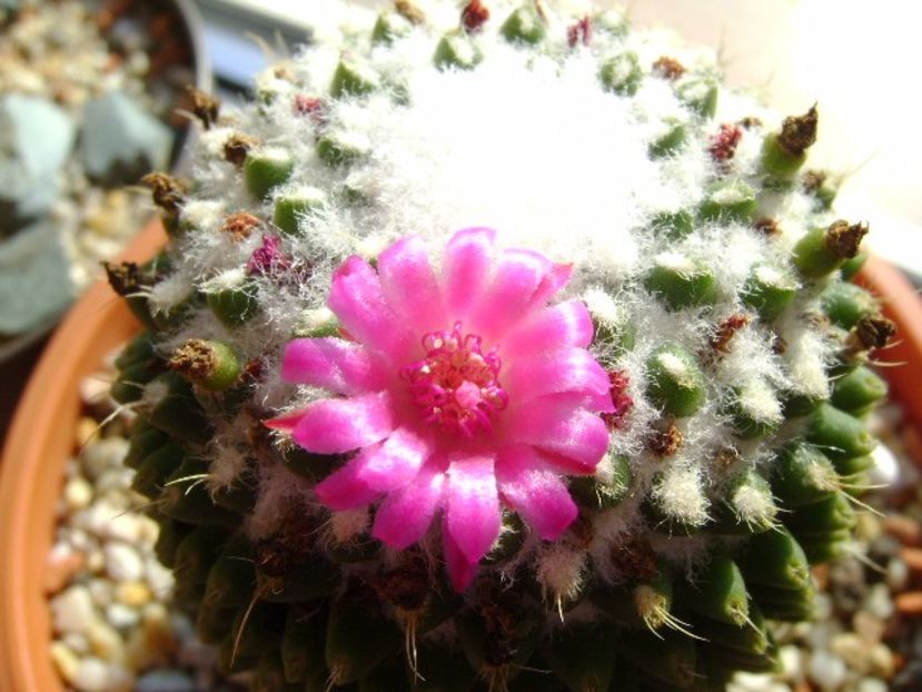 Mammillaria polythele cv. Stachellos - Cactusi 2017 final de an