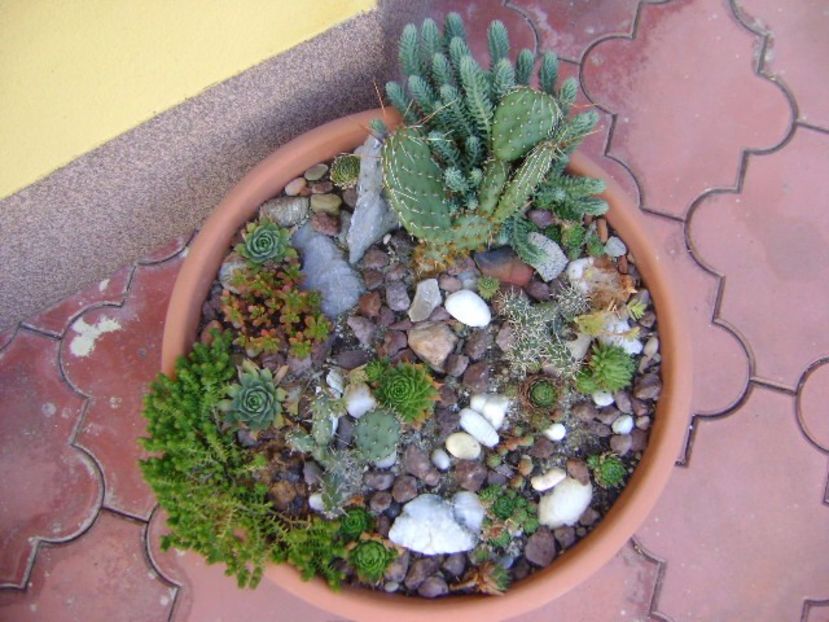 Minirocarie - Cactusi 2017 final de an