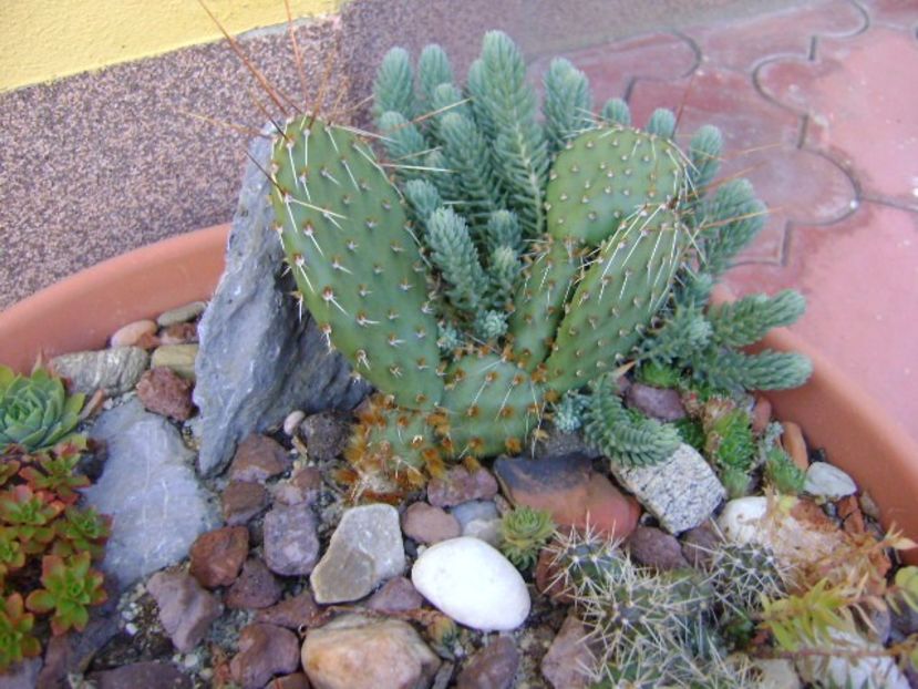 Minirocarie - Cactusi 2017 final de an