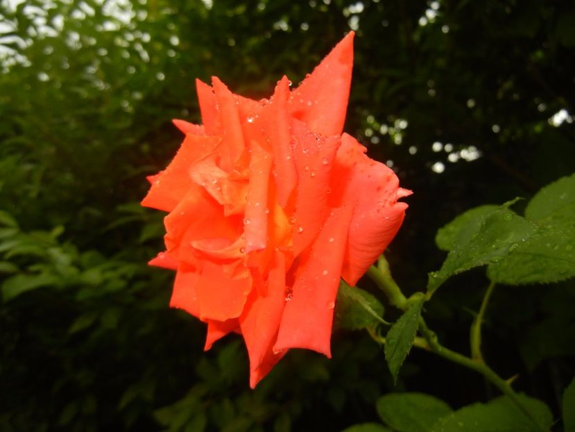 Rose Monica (2017, July 06) - Rose Monica