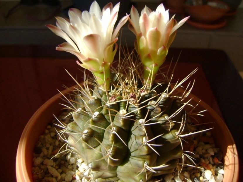 Gymnocalycium mihanovichii - Cactusi 2017 Gymnocalycium
