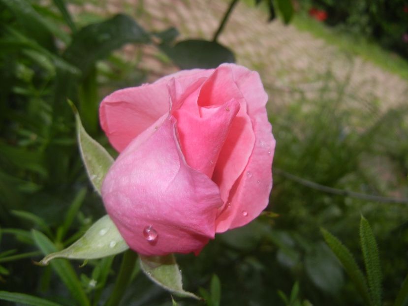 Rose Queen Elisabeth (2017, May25) - Rose Queen Elisabeth