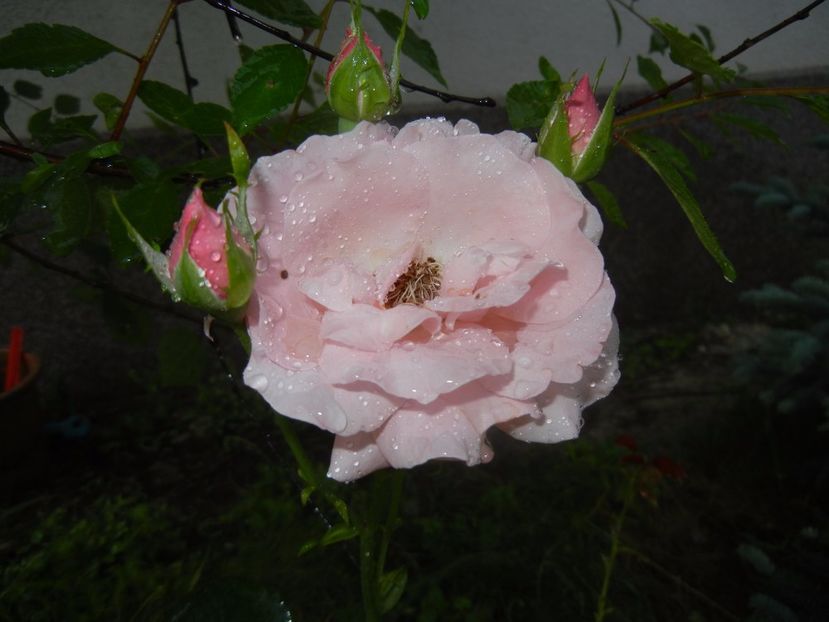 Rose Queen Elisabeth (2017, Jun.28) - Rose Queen Elisabeth