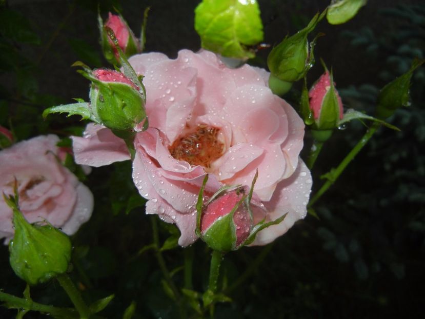 Rose Queen Elisabeth (2017, Jun.28) - Rose Queen Elisabeth