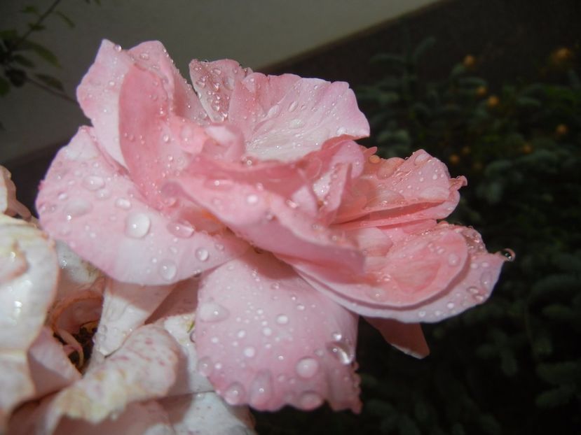 Rose Queen Elisabeth (2017, Jul.06) - Rose Queen Elisabeth