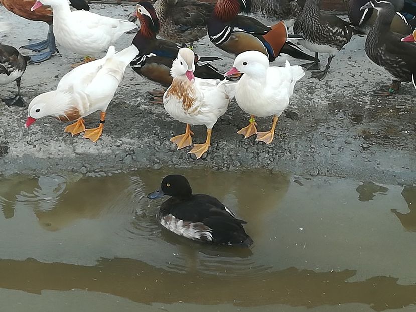  - Rate Mandarine Standard Albe Galbene și Roșii