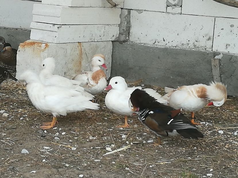  - Rate Mandarine Standard Albe Galbene și Roșii