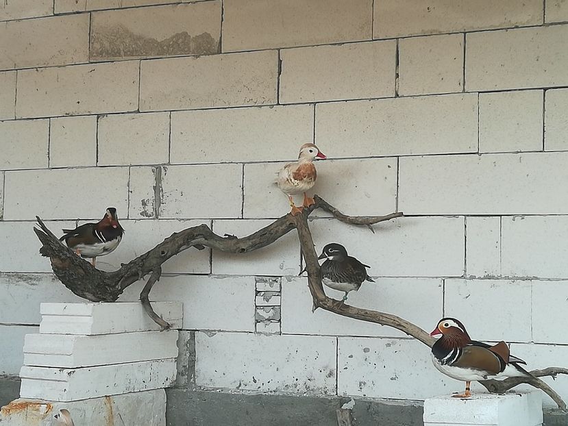  - Rate Mandarine Standard Albe Galbene și Roșii