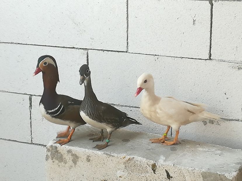  - Rate Mandarine Standard Albe Galbene și Roșii