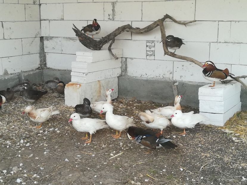  - Rate Mandarine Standard Albe Galbene și Roșii