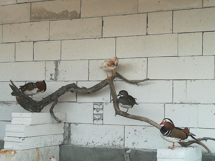  - Rate Mandarine Standard Albe Galbene și Roșii