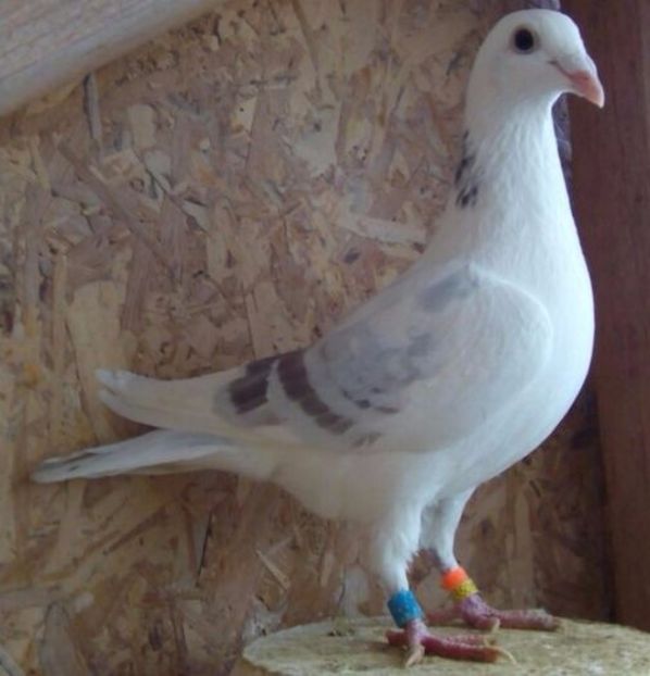 Mascul 2015-507- Bucuresti - Porumbei vanduti