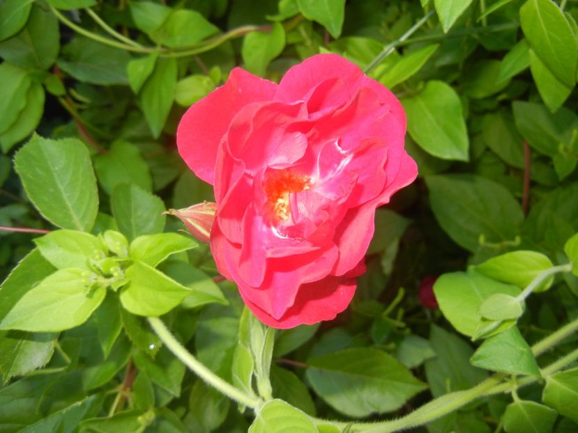 Rose Leipzig (2017, May 21) - Rose Leipzig