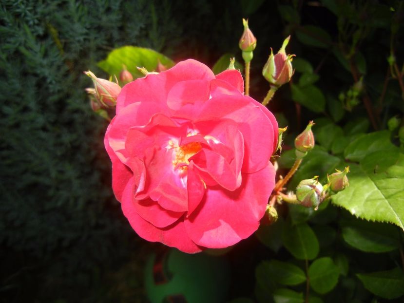 Rose Leipzig (2017, May 21) - Rose Leipzig